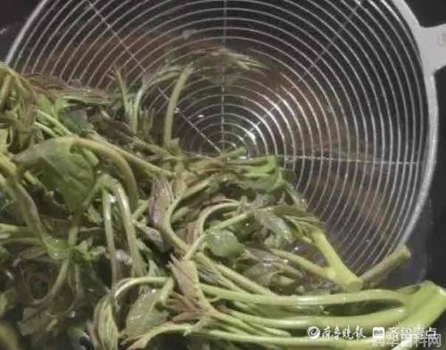 春芽炒鸡蛋做法：春季新鲜蔬菜搭配，美味春芽炒鸡蛋如何做？