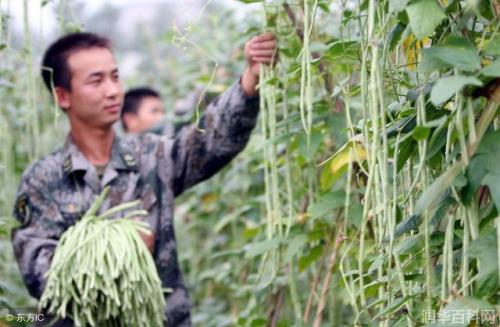 豇豆角做法：豇豆角多种制作方法大全，尽情品味豆角的鲜美滋味