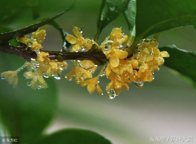 桂花茶的传统做法一网打尽，享受芬芳花香的奇妙盛宴