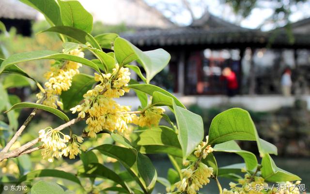 桂花茶的传统做法一网打尽，享受芬芳花香的奇妙盛宴