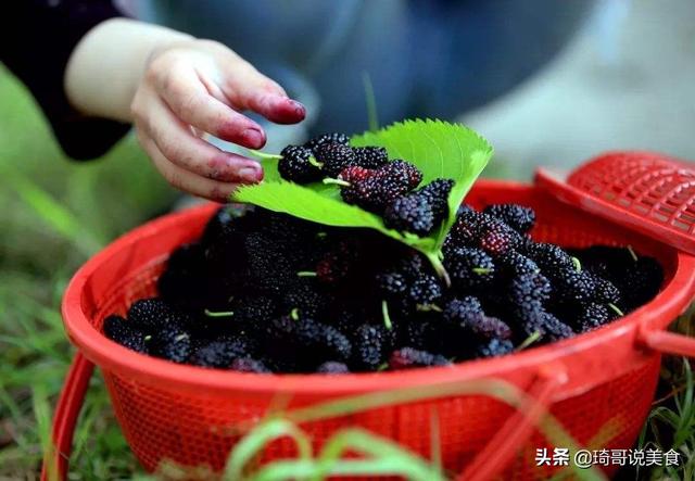 桑葚酒的做法：自制桑葚酒的步骤与配方分享