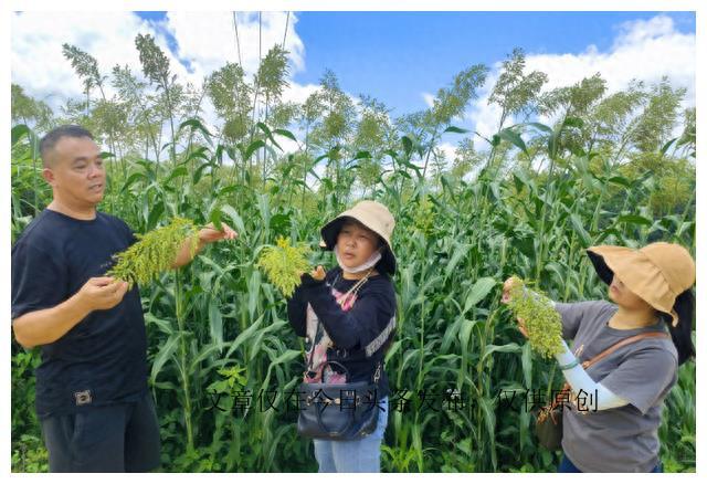 【韭菜花的腌制方法】怎么处理韭菜花才能保持新鲜？一起来学习腌制方法！